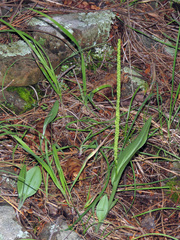 Malaxis macrostachya