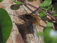 Bombylius major