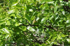 Eremomela scotops