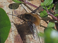 Bombylius major