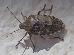 Rhaphigaster nebulosa