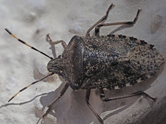 Rhaphigaster nebulosa