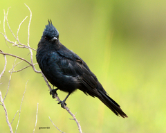 Knipolegus lophotes