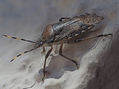 Rhaphigaster nebulosa