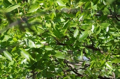 Eremomela scotops