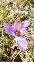 Crocus ligusticus