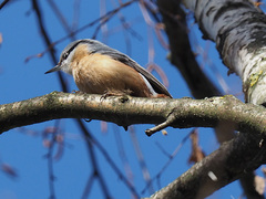 Sitta europaea