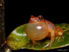 Pristimantis cryptopictus