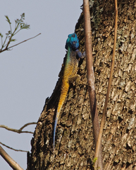 Acanthocercus atricollis