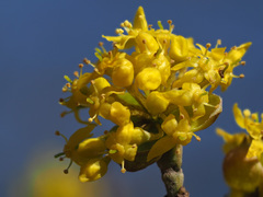 Cornus mas