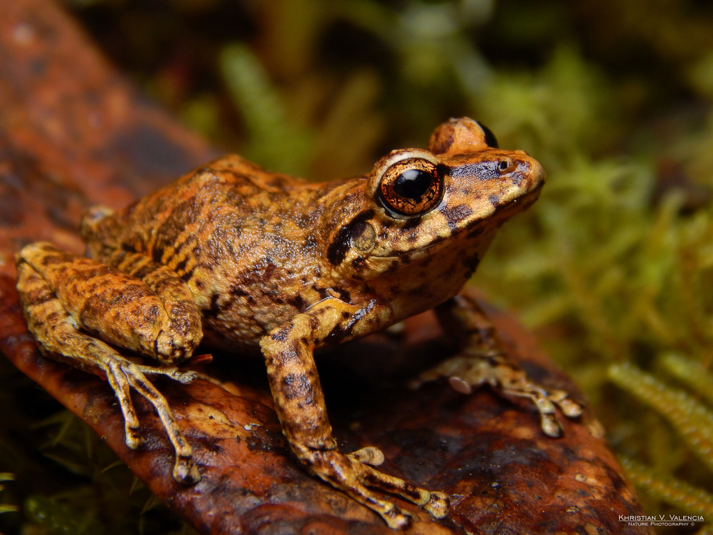Andean Orange-Thighed Frog