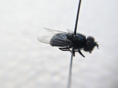 Copestylum comstocki