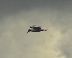 Chroicocephalus cirrocephalus