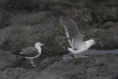 Larus crassirostris