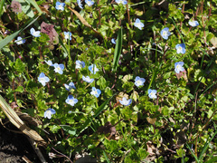 Veronica persica