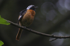 Phoenicurus auroreus