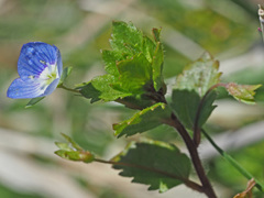 Veronica persica