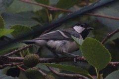 Parus minor