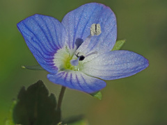 Veronica persica