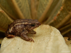 Rhinella nicefori
