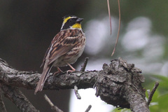 Emberiza elegans