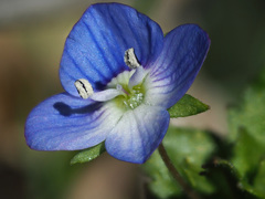 Veronica persica