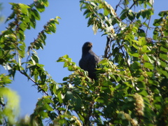 Buteogallus