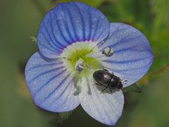Veronica persica