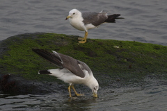 Larus crassirostris
