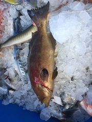 Mycteroperca interstitialis