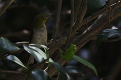 Zosterops japonicus