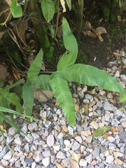 Phlebodium decumanum