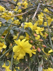 Magnoliopsida