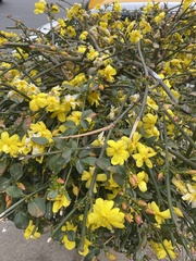 Magnoliopsida