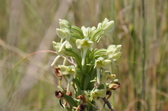 Habenaria epipactidea