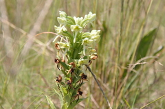Habenaria epipactidea