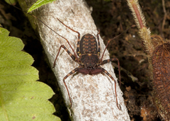 Phrynus pseudoparvulus