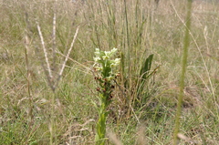 Habenaria epipactidea