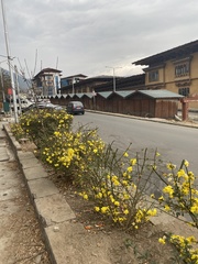 Magnoliopsida
