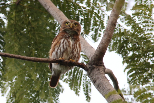 Glaucidium brasilianum