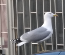 Larus michahellis