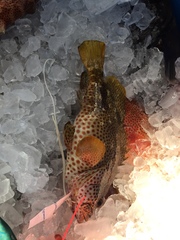 Epinephelus adscensionis