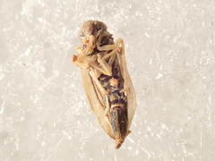Eupterycyba jucunda