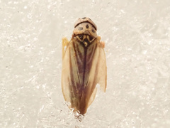 Eupterycyba jucunda