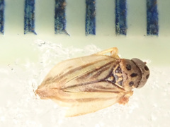 Eupterycyba jucunda