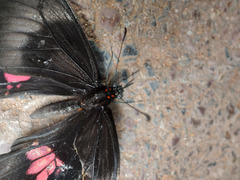 Heraclides anchisiades