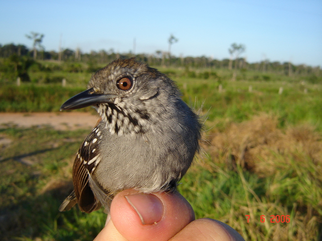 Rio Madeira Stipplethroat photo
