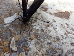 Heraclides anchisiades