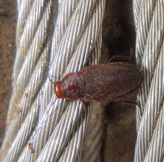 Oxyhaloa deusta