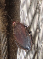 Oxyhaloa deusta